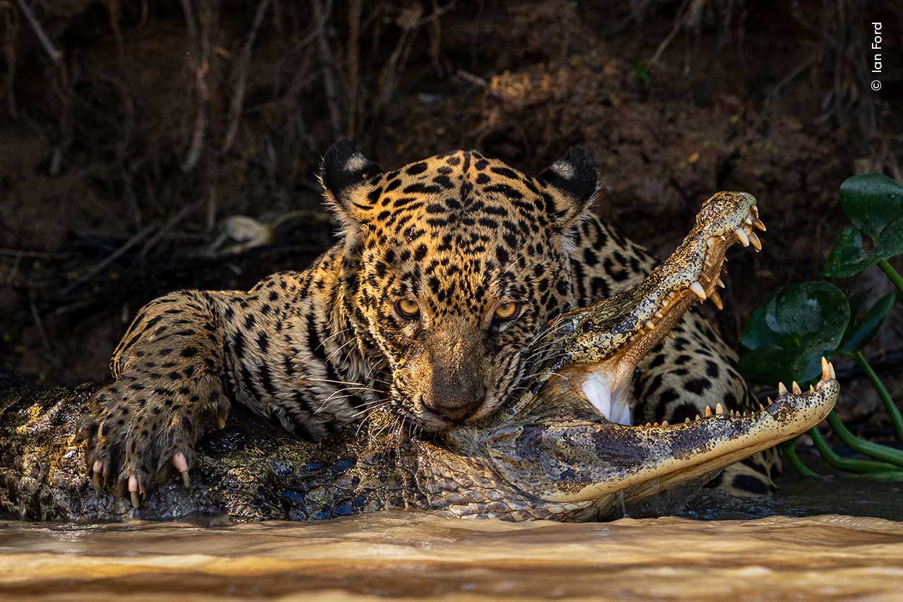 60 Wildlife Photographer of the Year a Milano